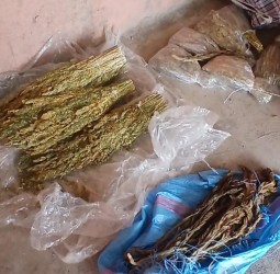 ضيعة فلاحية تُخزّن الطابا والكيف.. والدرك يداهم بدوار أولاد عثمان