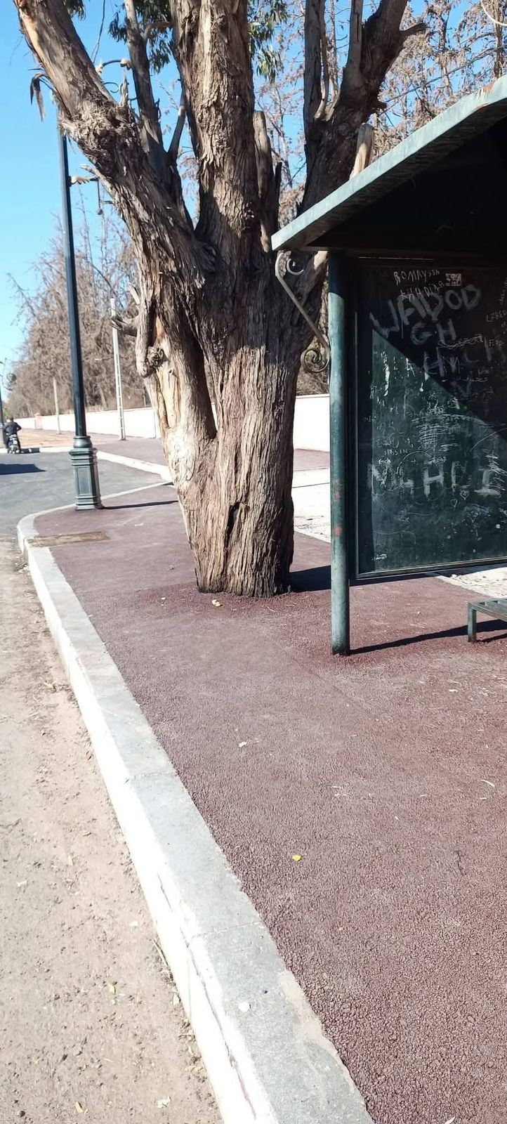 أشغال تهيئة شارع فاس بمراكش  تُثير الجدل بعد تغطية جذوع الأشجار بالإسفلت أمام دار التونسي